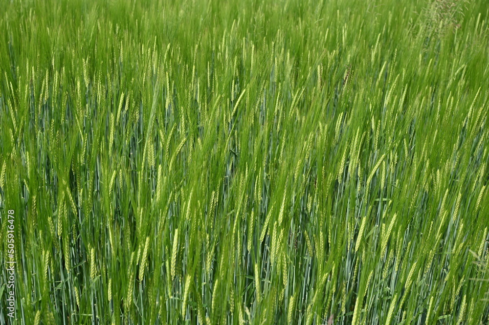 Green barley swaying in the wind, close up. Green Ripening ears of barley growing on the field. Green barley swaying in the wind, close up. Green Ripening ears of barley growing on the field.