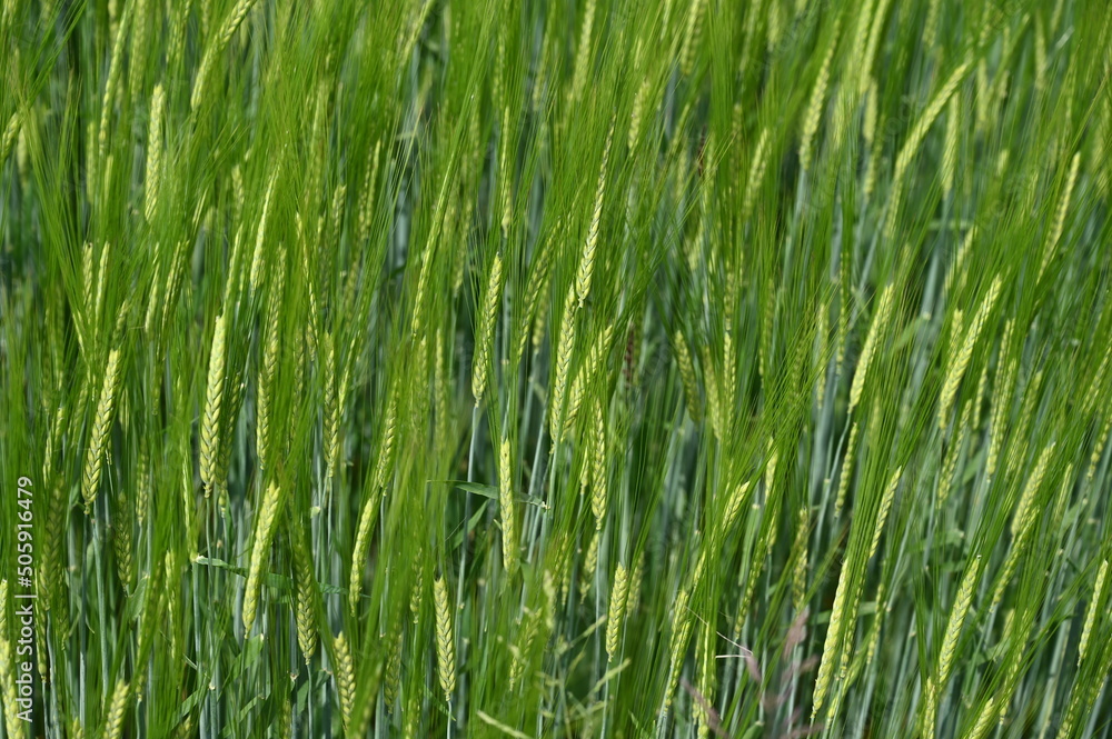Green barley swaying in the wind, close up. Green Ripening ears of barley growing on the field. Green barley swaying in the wind, close up. Green Ripening ears of barley growing on the field.
