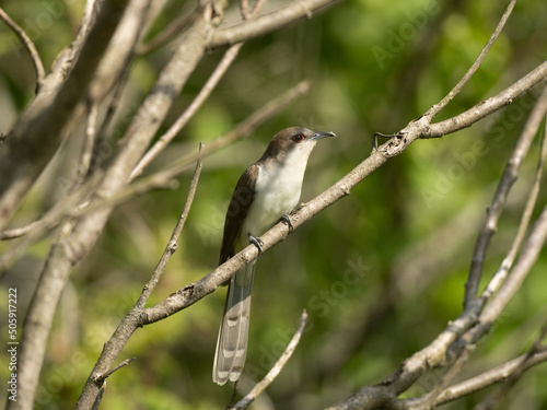 Black-billed Cuckooo