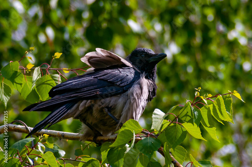 A big, beautiful raven posing for the camera in a city park on a warm, sunny day in May! Shot with a photo camera Nikon D300S! photo