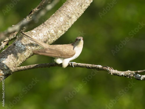 Black-billed Cuckooo photo