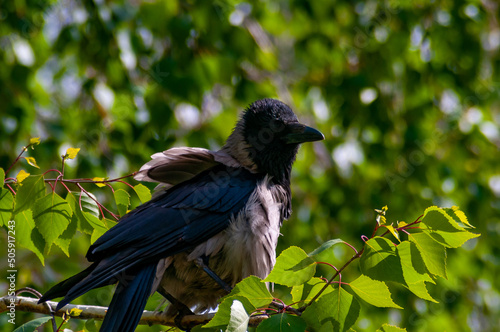 A big, beautiful raven posing for the camera in a city park on a warm, sunny day in May! Shot with a photo camera Nikon D300S! photo