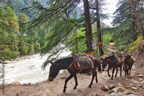 Horses on hill, Kasol, Himachal Pradesh, India © santosh