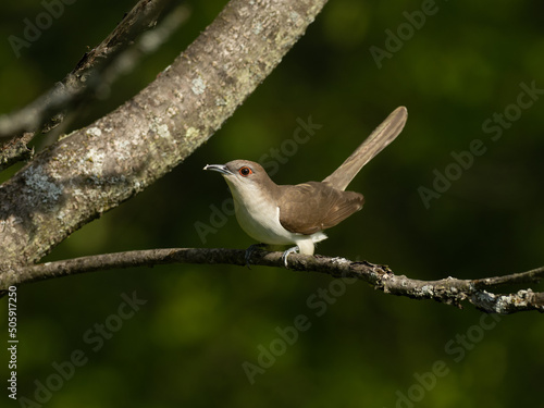 Black-billed Cuckooo