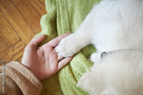 The girl is holding a puppy's paw. golden retriever puppy. paws of a golden retriever puppy.  photo