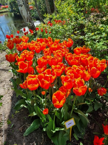 The freely accessible Poldertuin (Polder Garden) in Anna Paulowna, North Holland, Netherlands, attracts thousands of visitors every spring; here in the picture a cluster of bright orange tulips photo