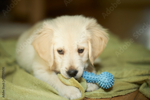 golden retriever puppy. Cute golden retriever puppy is playing with a toy. 