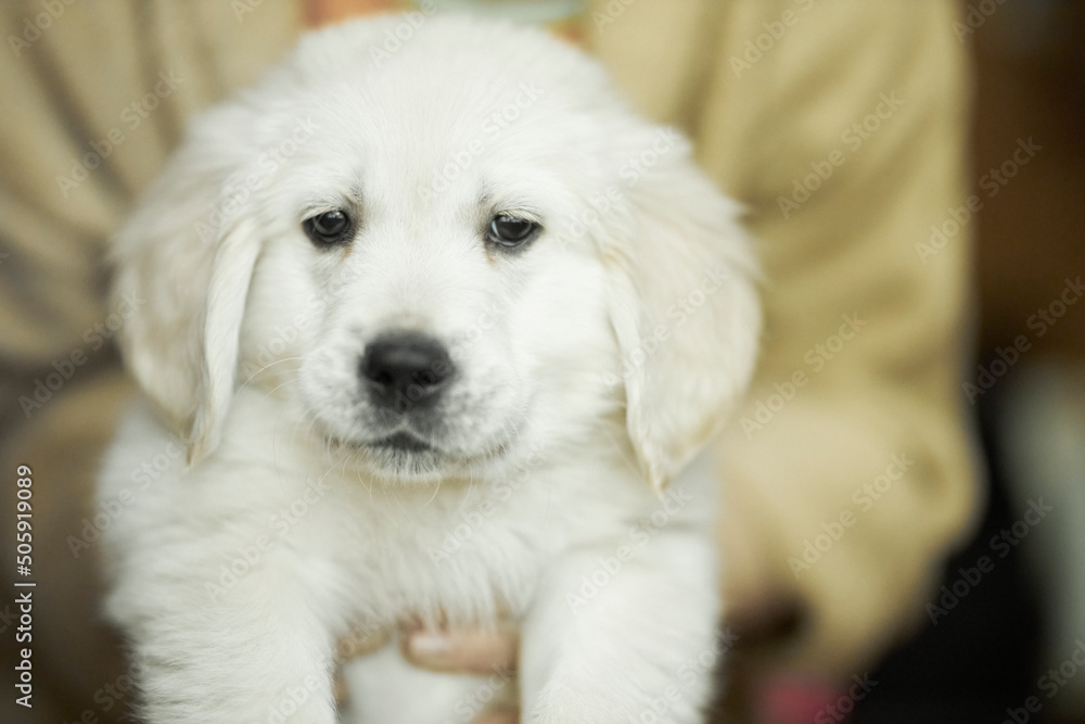 golden retriever puppy. Cute golden retriever puppy. golden retriever puppy. Cute golden retriever puppy.