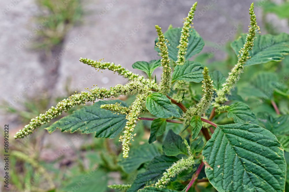 Green amaranth flowers detail (Amaranthus hybridus), edible weed