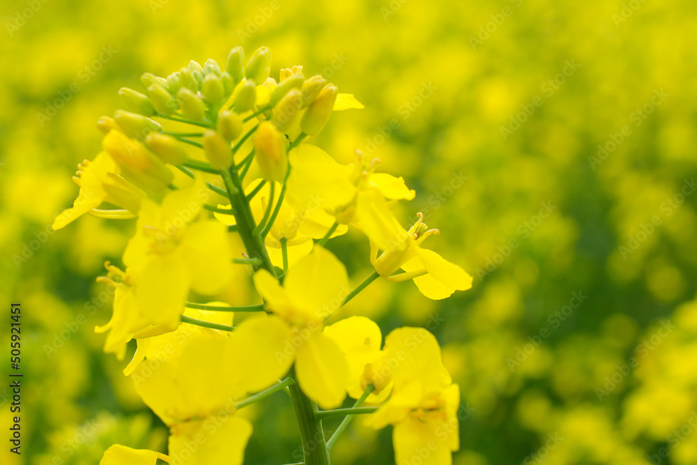 Yellow rapeseed flower on the field close-up, background. Canola plant, canola flower for green energy. Brassica Napus flowers. Rapeseed flower close-up.