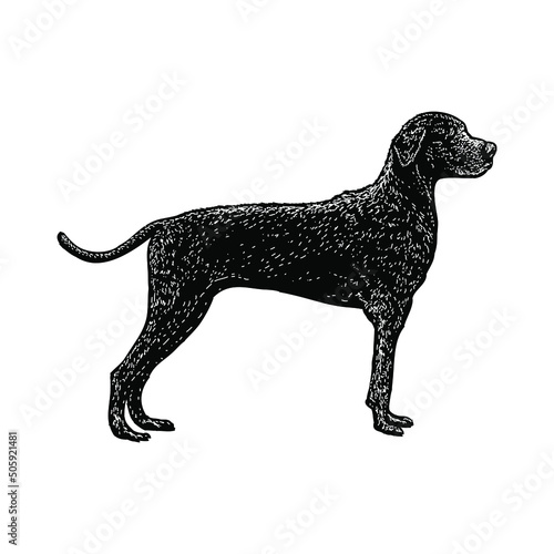 labmaraner dog (labrador and weimaraner mix breed) illustration isolated on background 