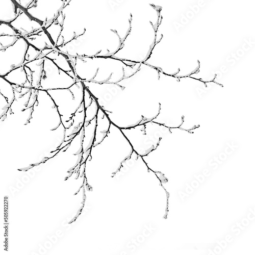 Foto Winter frozen tree branch Photo element s, Photoshop element , pine icy snow bra