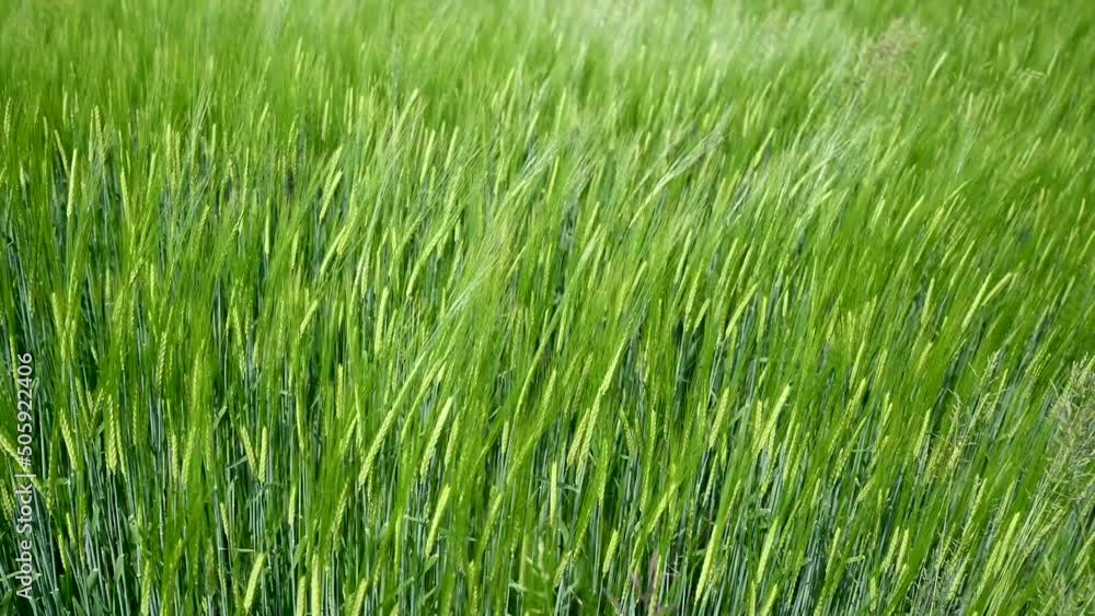 Green barley swaying in the wind, close up. Ripening ears of barley growing on the field. Green barley swaying in the wind, close up. Ripening ears of barley growing on the field.