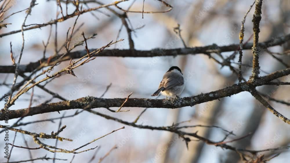 Marsh tit perched and flying away on a spring evening Marsh tit perched and flying away on a spring evening