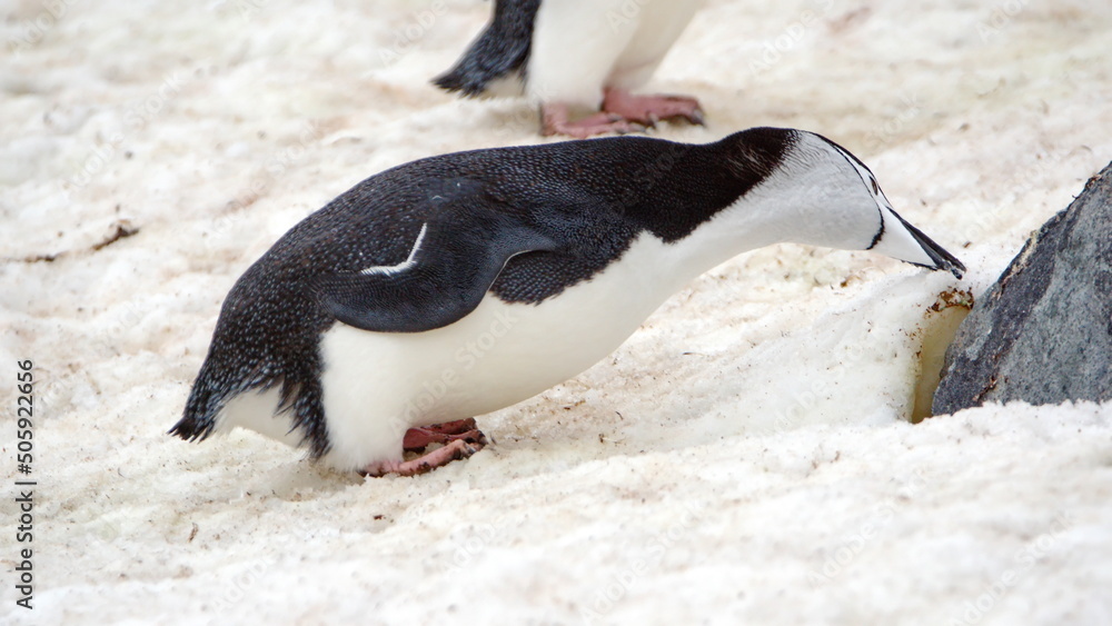 Fototapeta premium Chinstrap penguin (Pygoscelis antarcticus) pecking at the snow on Half Moon Island, South Shetland Islands, Antarctica