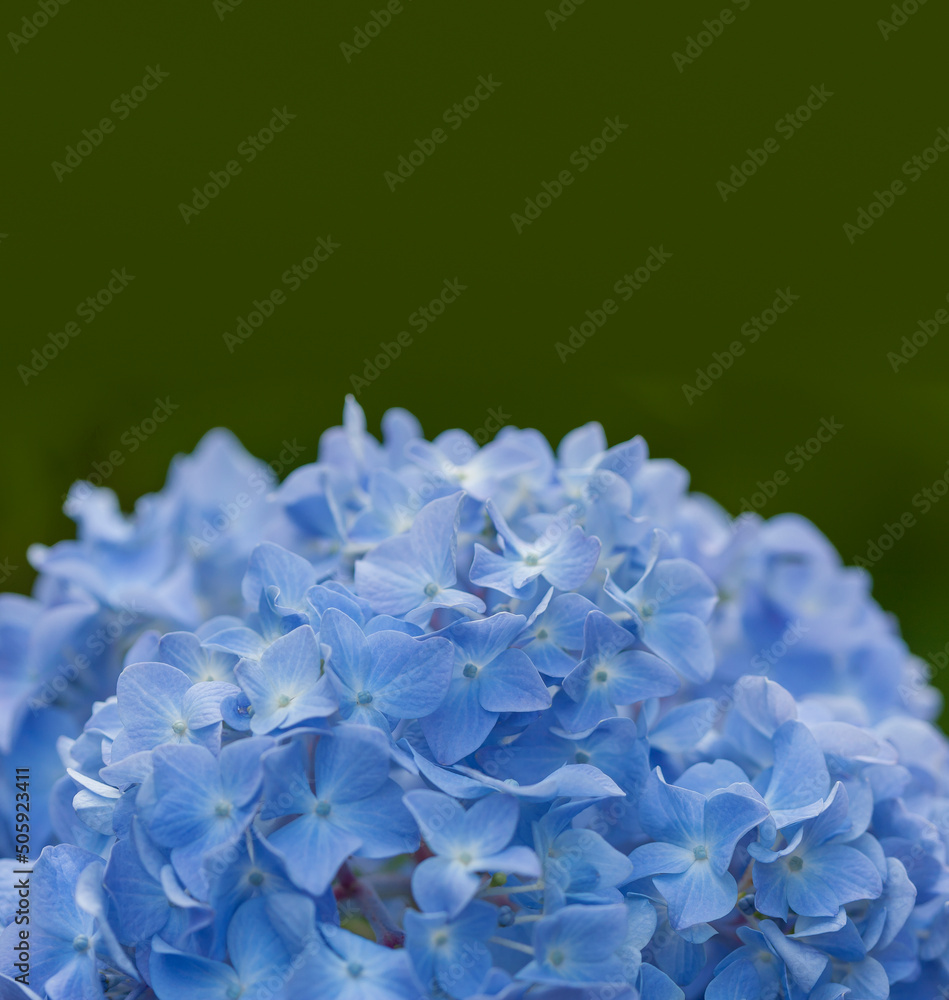 花 紫陽花 植物 開花 アジサイ 紫色 生花, 花 紫陽花 植物 開花 アジサイ 紫色 生花,