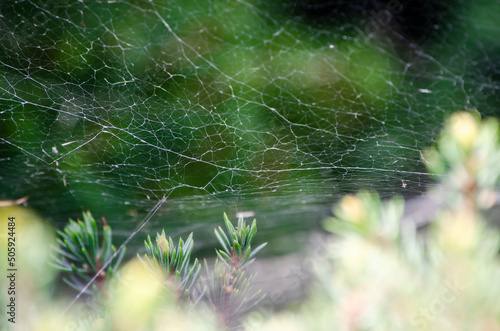 web in the morning