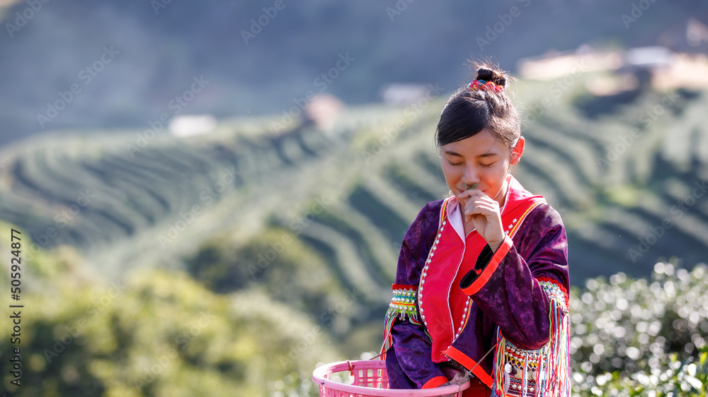 karen woman sniffing of a tea leaves in the tea plantation on the mountain