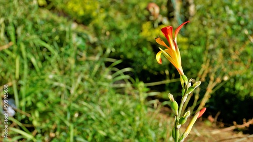 Beautiful small flowers of Canna generalis also known as Canna lily or Common garden canna photo