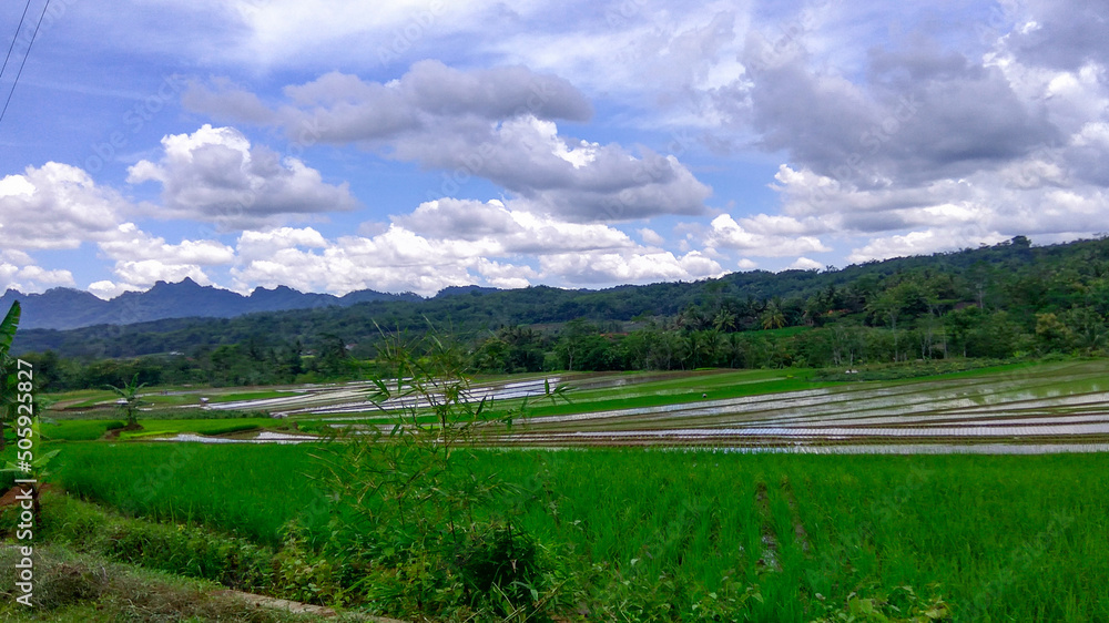 Landscape Rice Field Photo