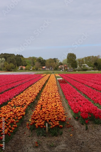 field of tulips in the Netherlands 