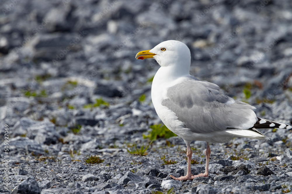 The herring gull,Northern Norway,scandinavia,Europe The herring gull,Northern Norway,scandinavia,Europe