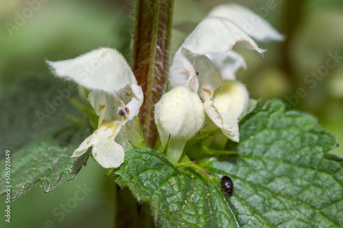Closeup of White deadnettle flowers.
