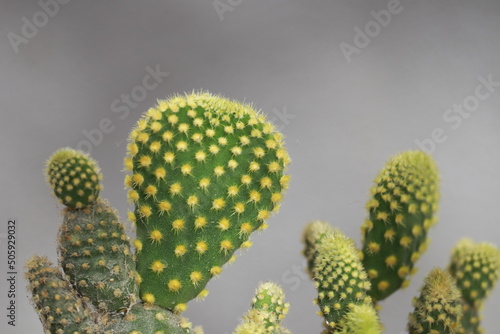 A small garden cactus Opuntia Microdasys close up