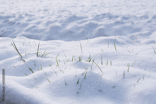 jour de neige - touffes d'herbe