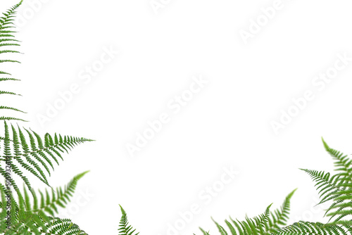 Fern Photo Overlays, shooting through branches, tree, green, forest, Photoshop Overlays, png photo