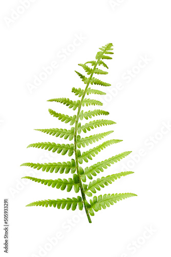 Fern Photo Overlays, shooting through branches, tree, green, forest, Photoshop Overlays, png