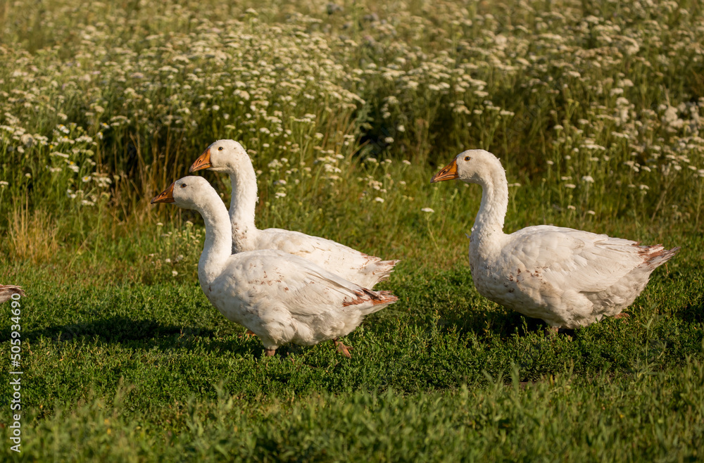 Geese and ducks walk on the grass in a green meadow in the pasture. Livestock raising and farming in the village.