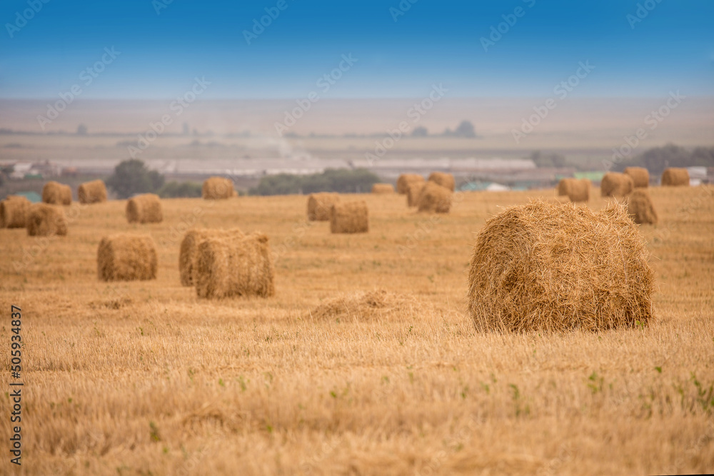 Beautiful field with hay in round stacks against the blue sky. A field with haystacks, the concept of autumn and harvesting. Copy space for text. Summer season of August. track from the car harvest