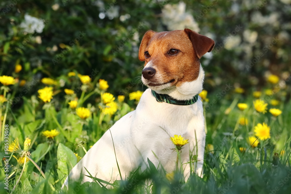 Φωτογραφία A Jack Russell Terrier dog sits in the lush grass against a backdrop of blooming flowers