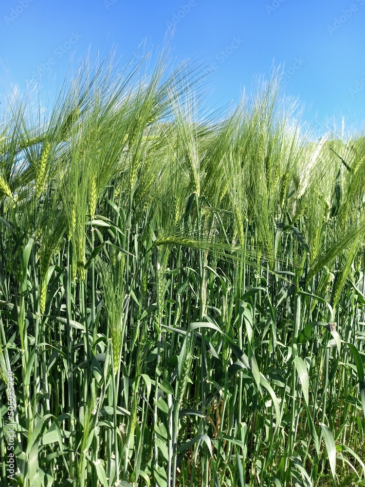 Green Barley Field Portrait Green Barley Field Portrait