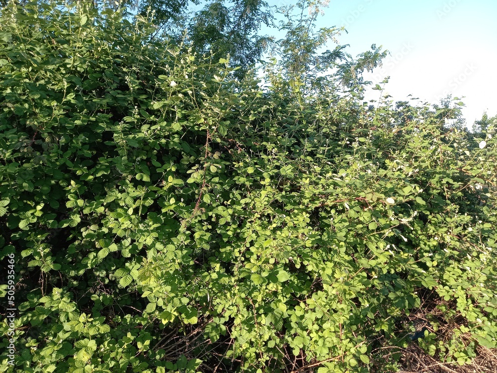 Blackberry Bush Leaves