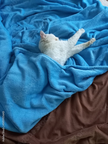 White Cat Sleeping on a Blue Blanket
