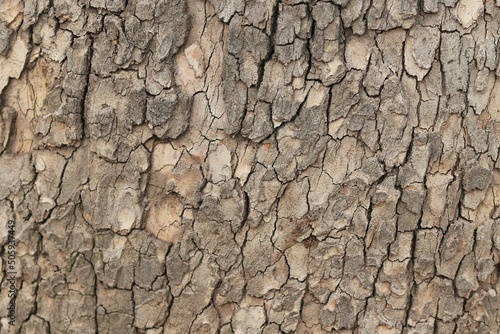Texture, cracked bark of an old tree