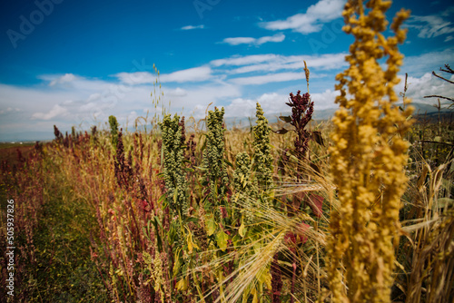 Planta de quinua en un valle de Peru. Concepto de naturaleza y alimentos.