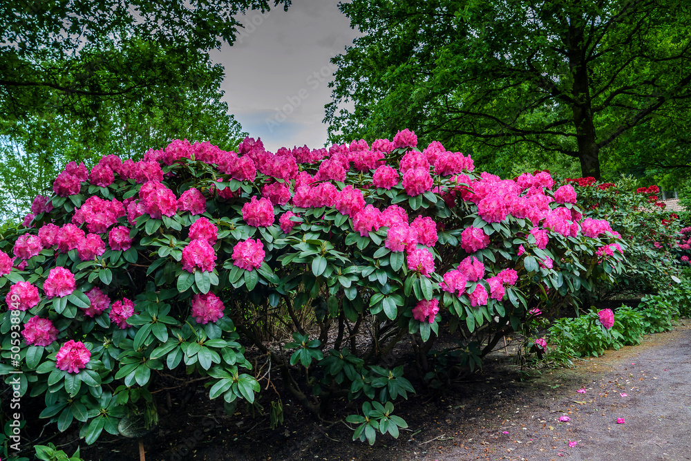 Rhododendronpark Gristede Deutschland