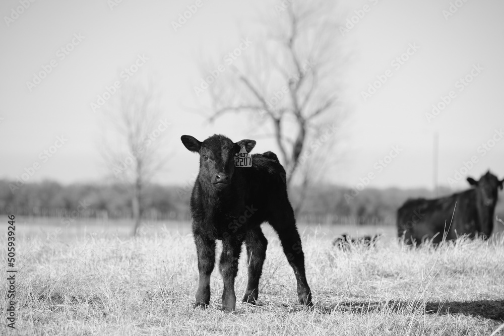 Ταπετσαρία Curious black angus beef calf on Texas ranch closeup for young cow portrait