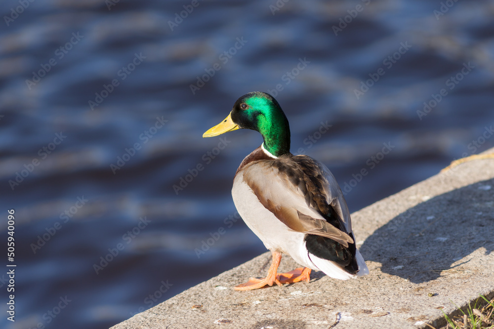 portrait of a duck