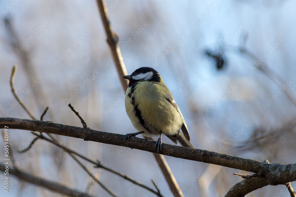 Obraz premium portrait of a titmouse