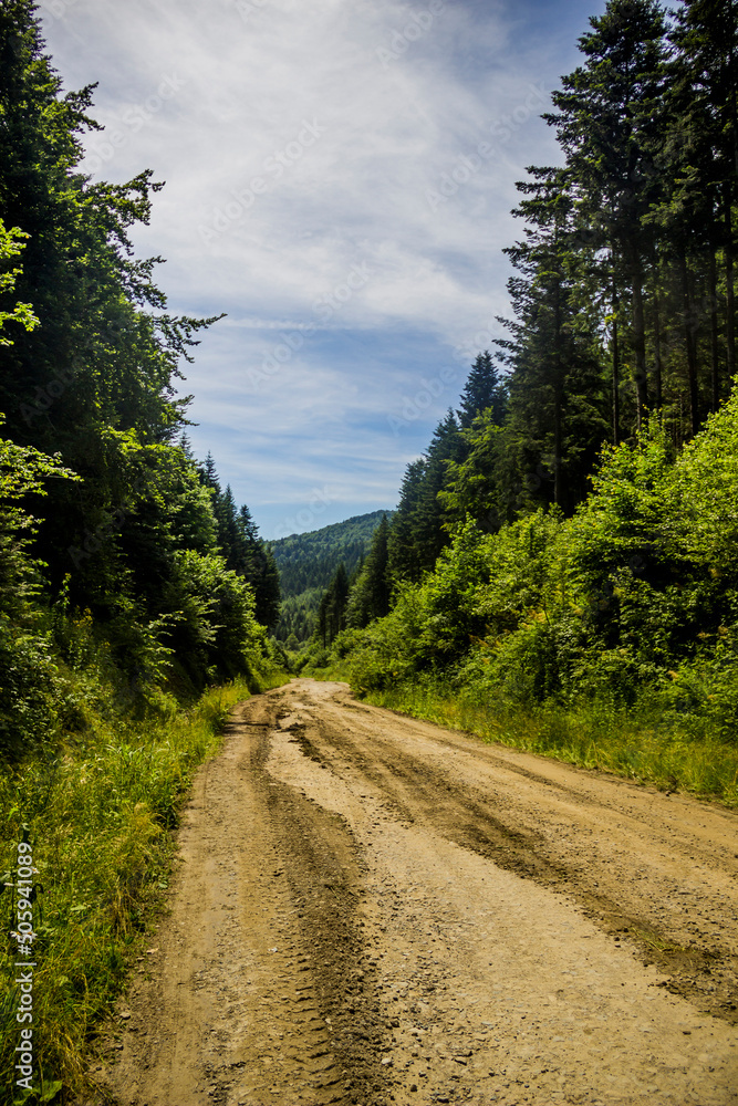a road through the spruce forest in the Ukrainian Carpathians