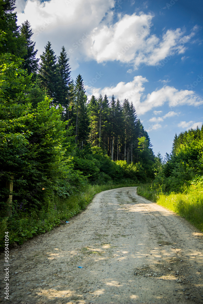 Fototapeta premium a road through the spruce forest in the Ukrainian Carpathians