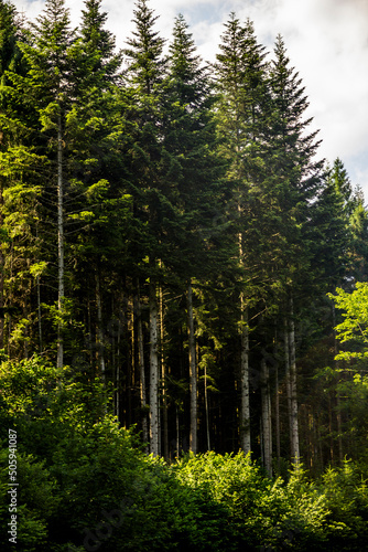a spruce trees on the edge of the forest in the Ukrainian Carpathians