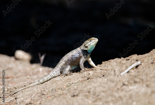 Desert spiny lizard isolated on a rock in Big Morongo, California photo
