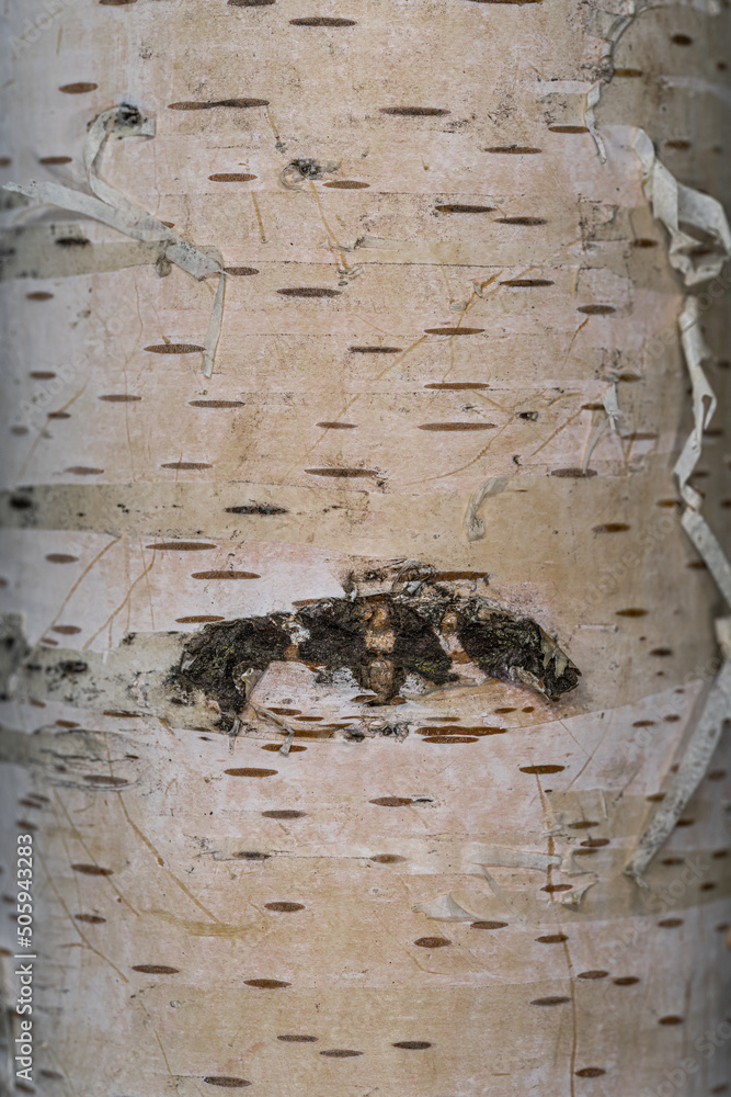 Bark of Cutleaf Weeping European White Birch (Betula pendula
