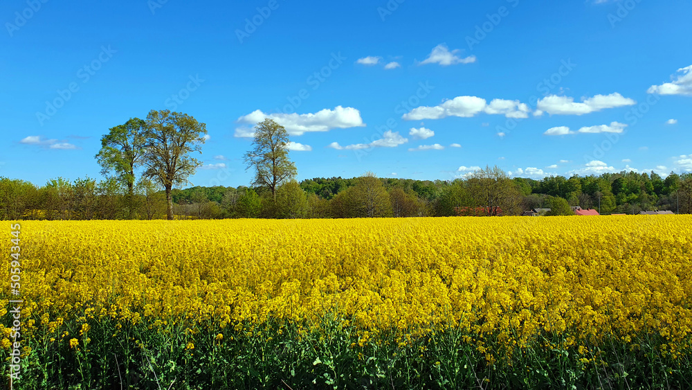 Rapeseed field with blue sky and small clouds