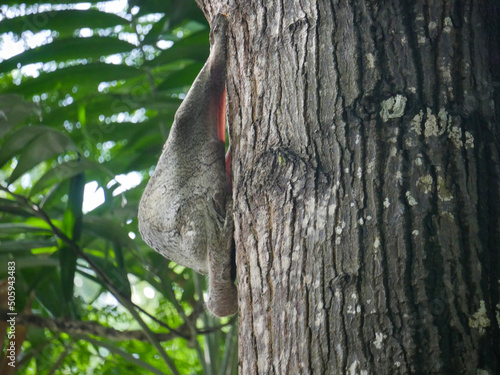 Colugo Animal also known as Sunda flying lemur or Sunda colugo or Malayan flying lemur photo